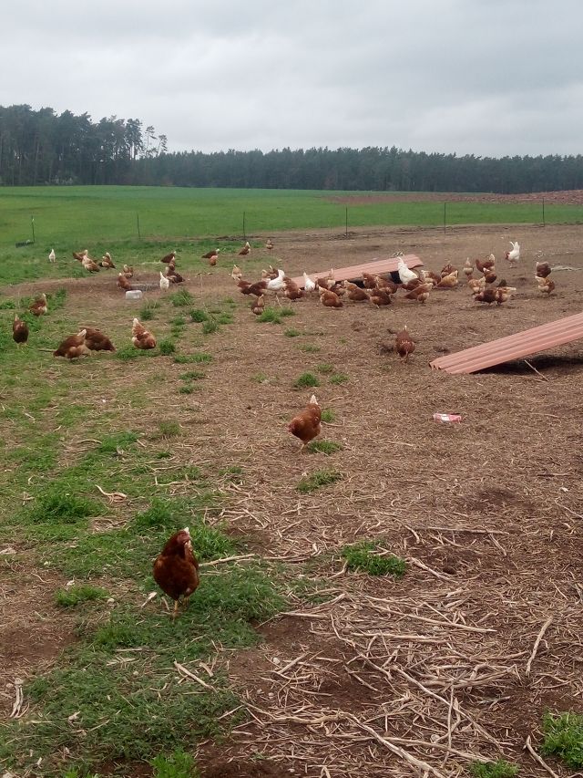 Unsere Hühner - Schmidts Hofgenuss