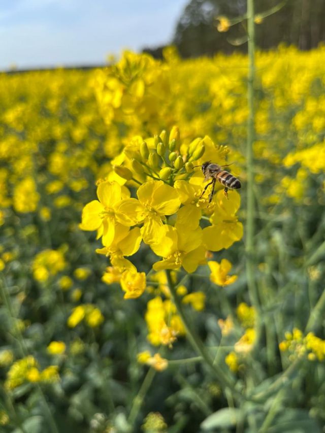 Fleißige Biene - Schmidts Hofgenuss